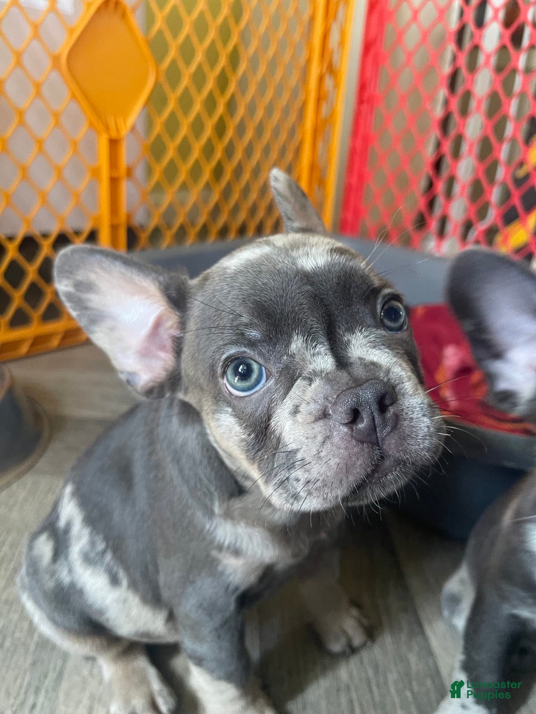 French Bulldog dogs for sale: Luna - Image 22