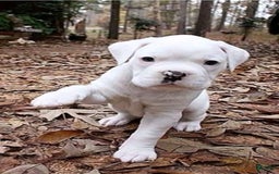Boxer dogs for sale: Snow White - Image 2