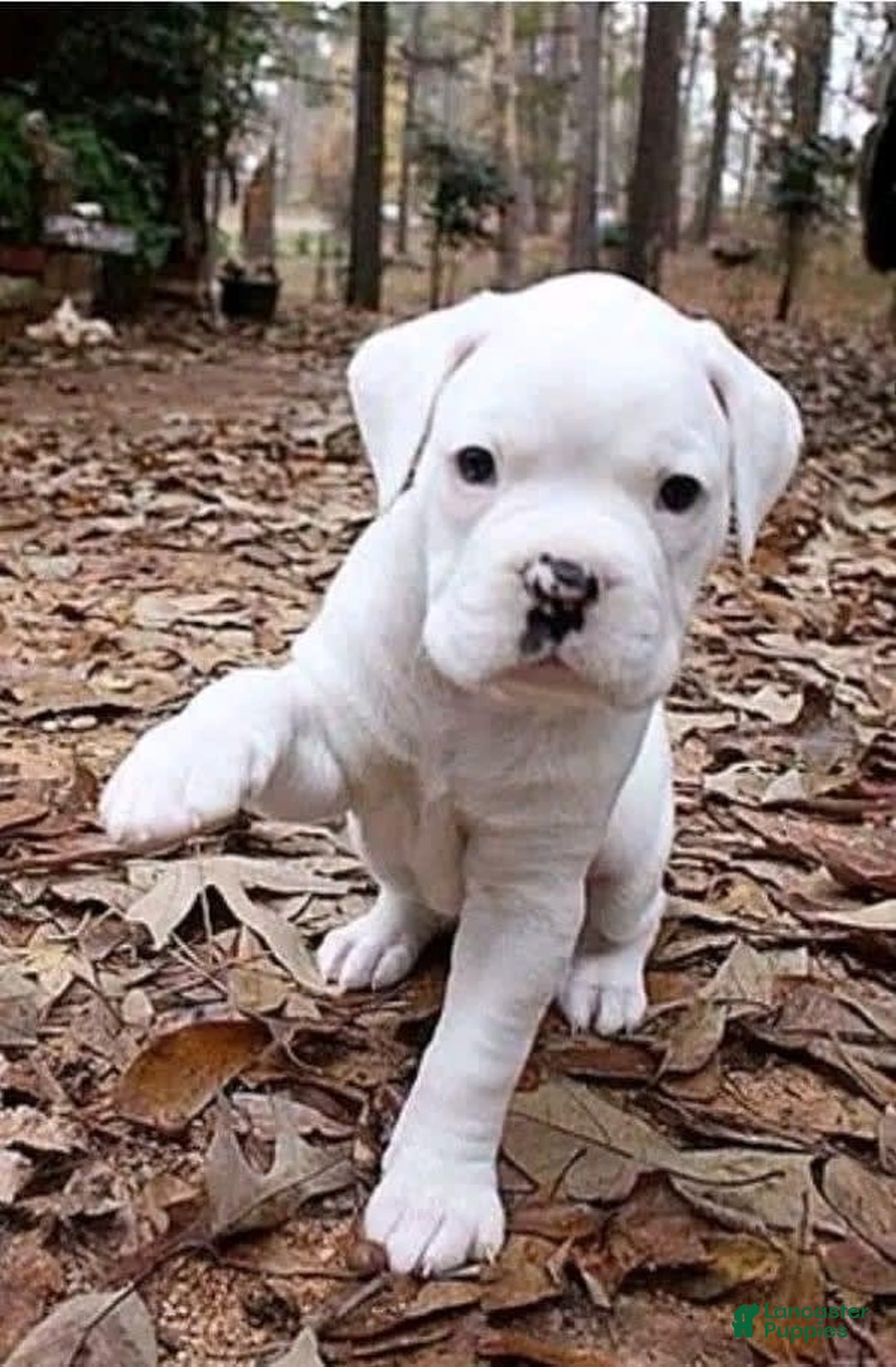 Boxer dogs for sale: Snow White - Image 2