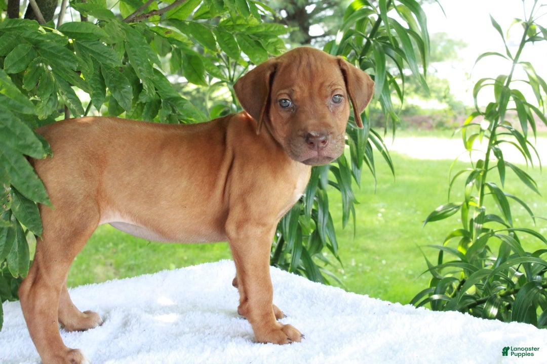 Rhodesian Ridgeback dogs for sale: Gwen - Image 6