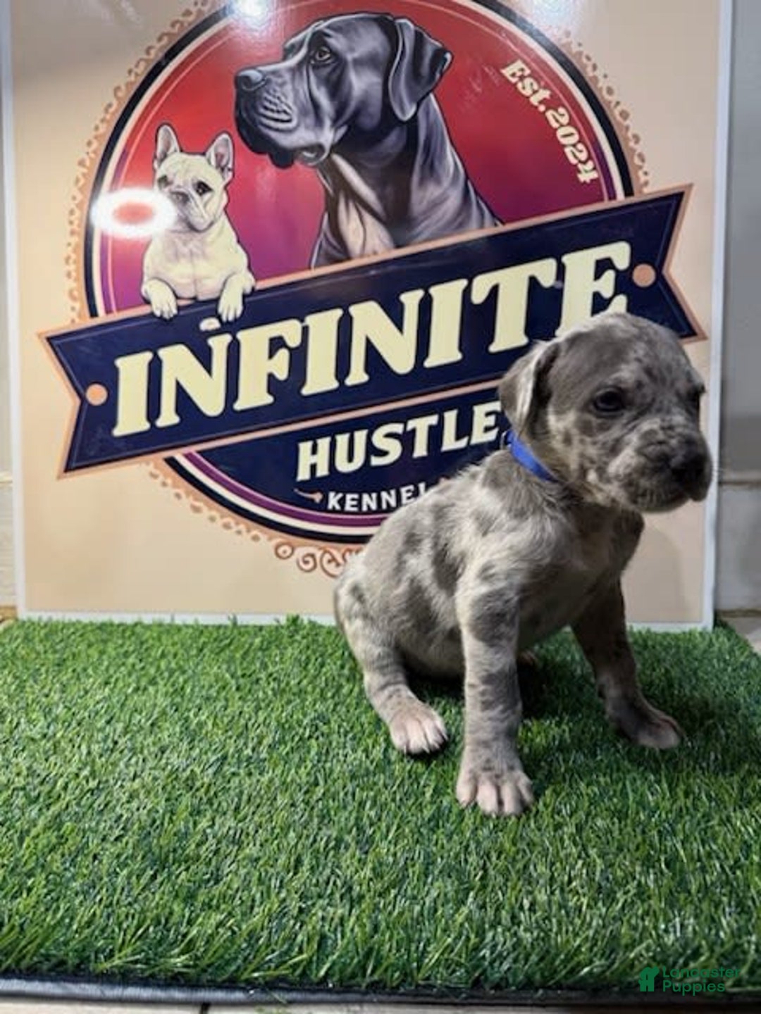 Cane Corso dogs for sale: Cane Corso 5 puppies - Image 8