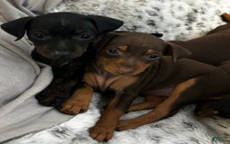 Miniature Pinscher dogs for sale: Hank - Image 5