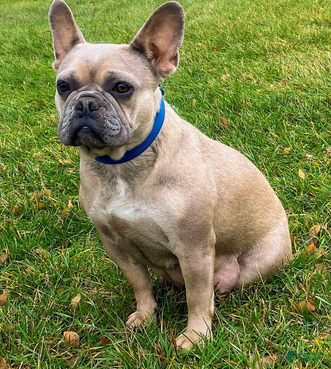 French Bulldog dogs for sale: Leo - Image 8