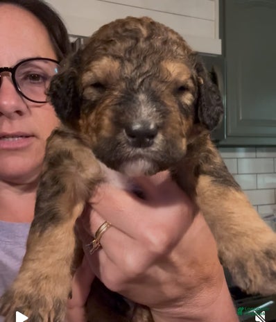 Bernedoodle dogs for sale - Ad 2