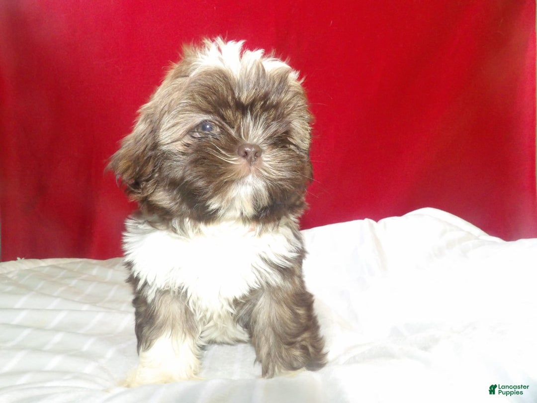 Shih Tzu dogs for sale: tank - Image 3