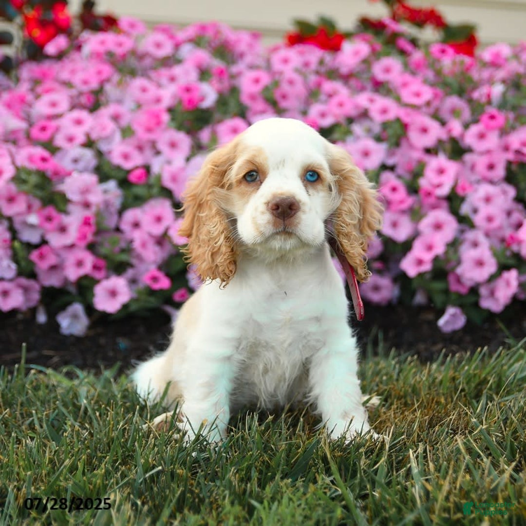 Cocker Spaniel dogs for sale: Reba - Image 4