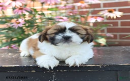 Shih Tzu dogs for sale: Dante - Image 4