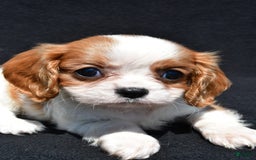 Cavalier King Charles Spaniel dogs for sale: Callie - Image 7
