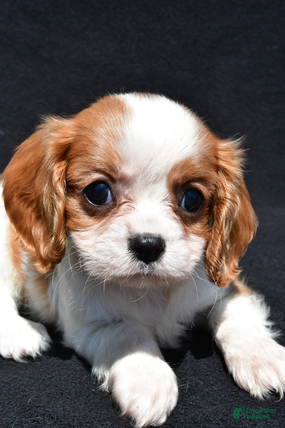 Cavalier King Charles Spaniel dogs for sale: Callie - Image 7
