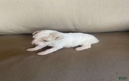 Toy Poodle dogs for sale: Bella - Image 2