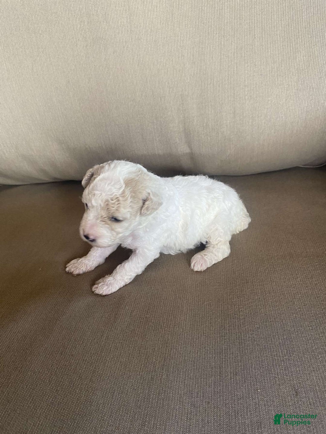 Toy Poodle dogs for sale: Bella - Image 2