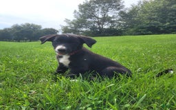 Border Collie dogs for sale: Bennie - Image 6