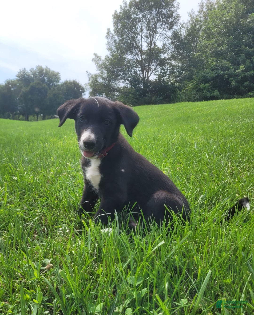 Border Collie dogs for sale: Bennie - Image 6