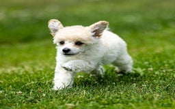 Toy Poodle dogs for sale: Oscar - Image 2