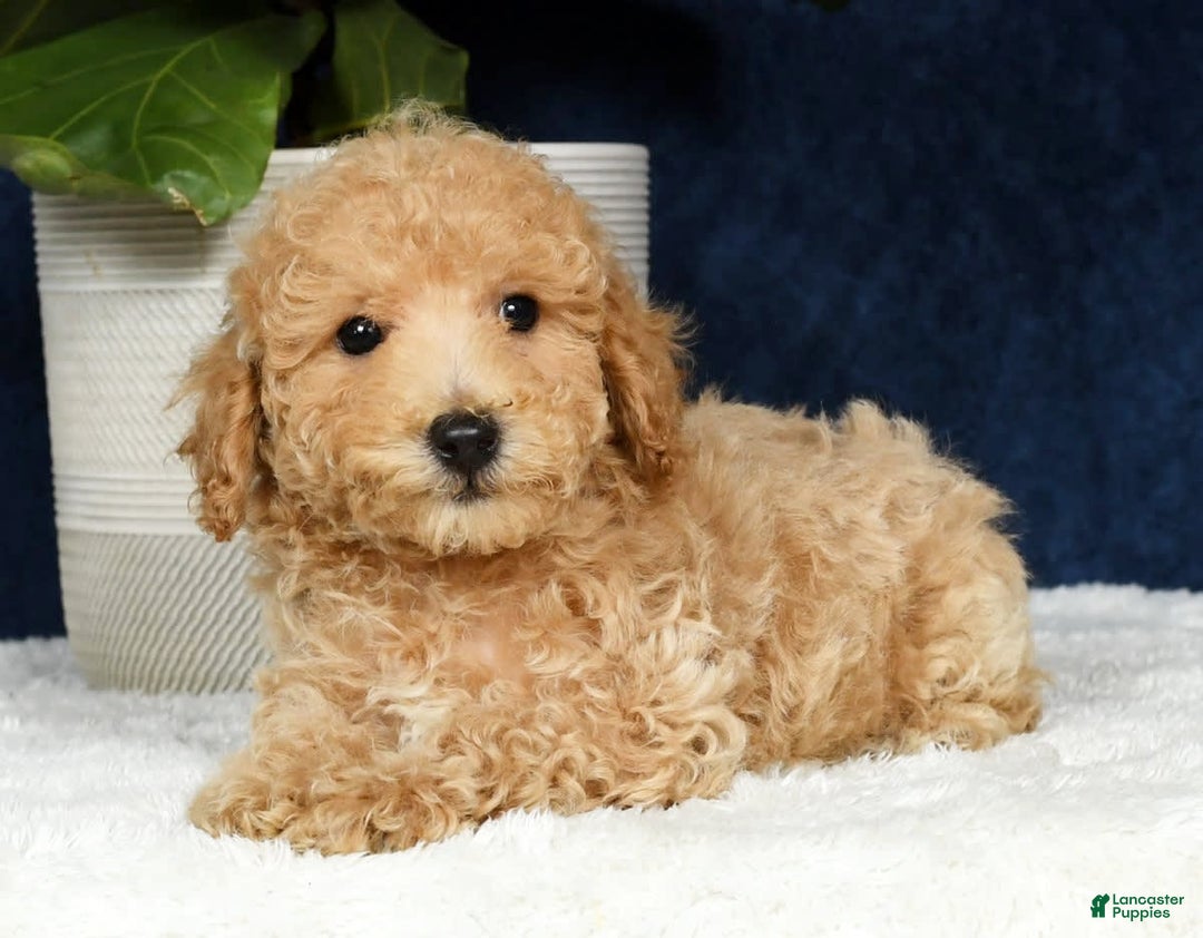 Bichpoo dogs for sale: Kent - Image 4