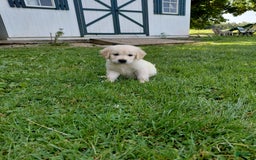 Golden Retriever dogs for sale: Pepper - Image 19