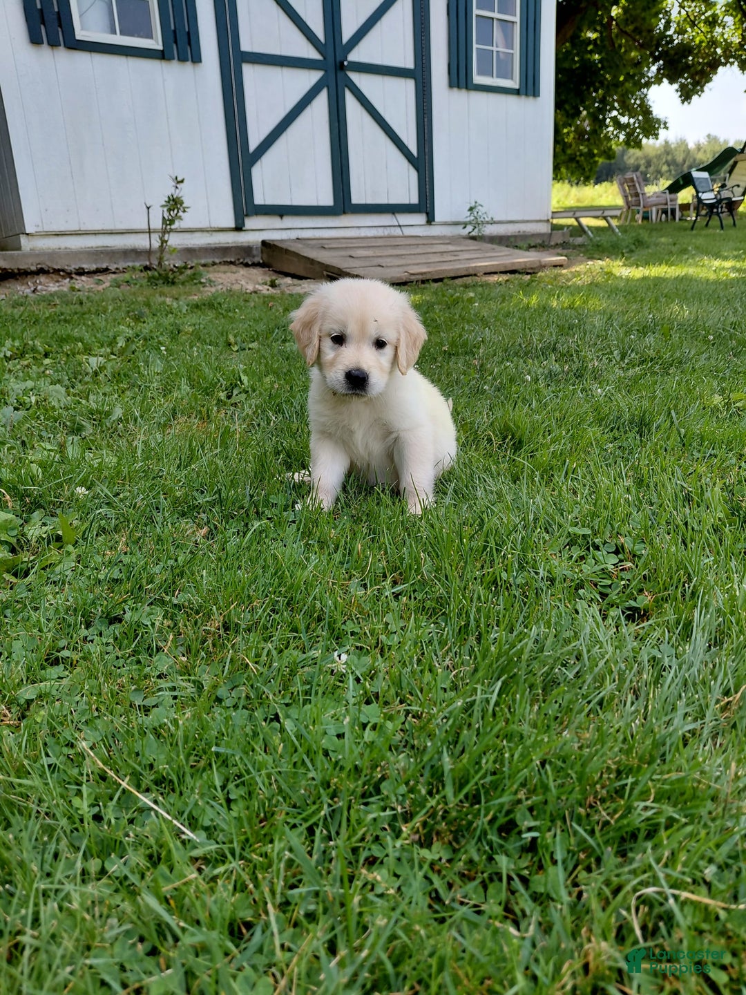 Golden Retriever dogs for sale: Pepper - Image 19