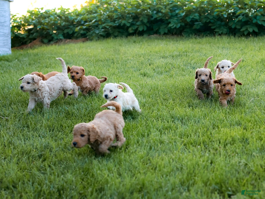 Mini Goldendoodle dogs for sale: Kenton - Image 4