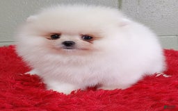 Pomeranian dogs for sale: Blizzard - Image 6