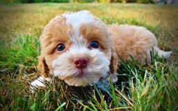 Havapoo dogs for sale: Jinga - Image 17