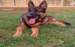 German Shepherd dogs for sale: Chase - Image 4