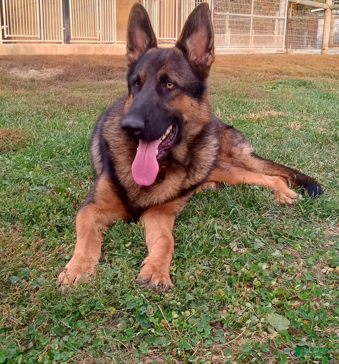 German Shepherd dogs for sale: Chase - Image 4