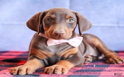 Doberman Pinscher dogs for sale: DIAMOND - Image 3