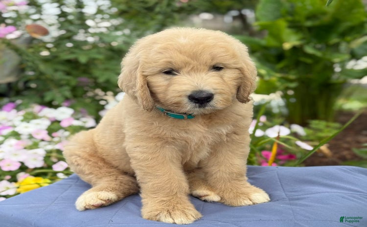 Goldendoodle dogs for sale - Ad 1