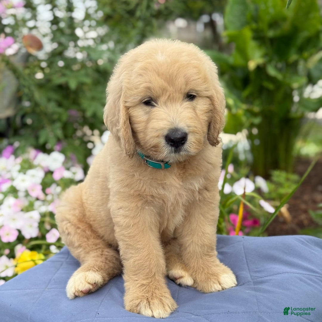 Goldendoodle dogs for sale: Jaden - Image 1