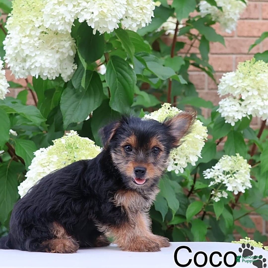 Yorkshire Terrier dogs for sale: Coco - Image 2