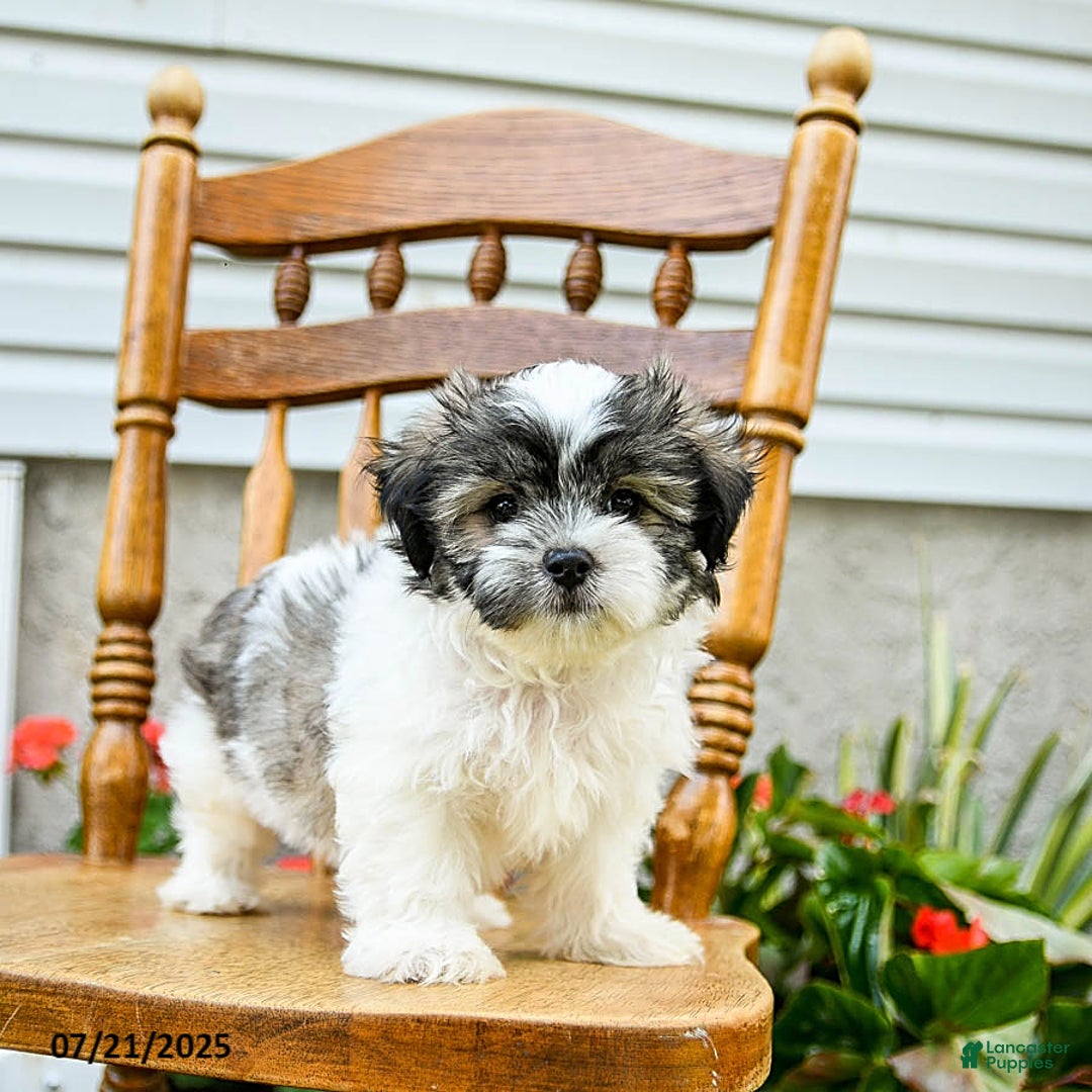 Teddy Bear dogs for sale: Cookie - Image 2