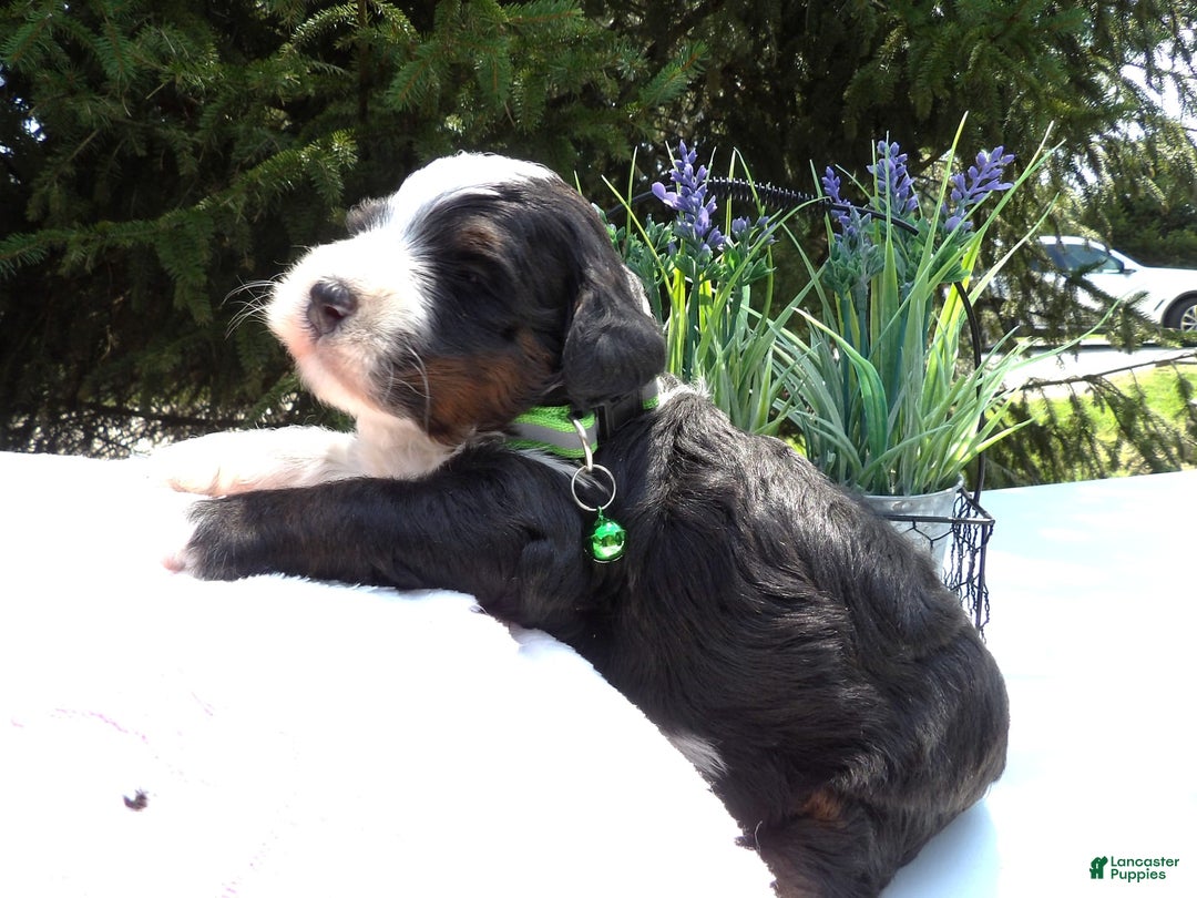 Mini Bernedoodle dogs for sale: Alex - Image 3