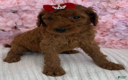 Standard Poodle dogs for sale: Ella AKC - Image 6