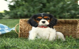 Cockalier dogs for sale: Carla - Image 3