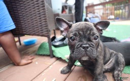 French Bulldog dogs for sale: Ollie - Image 2