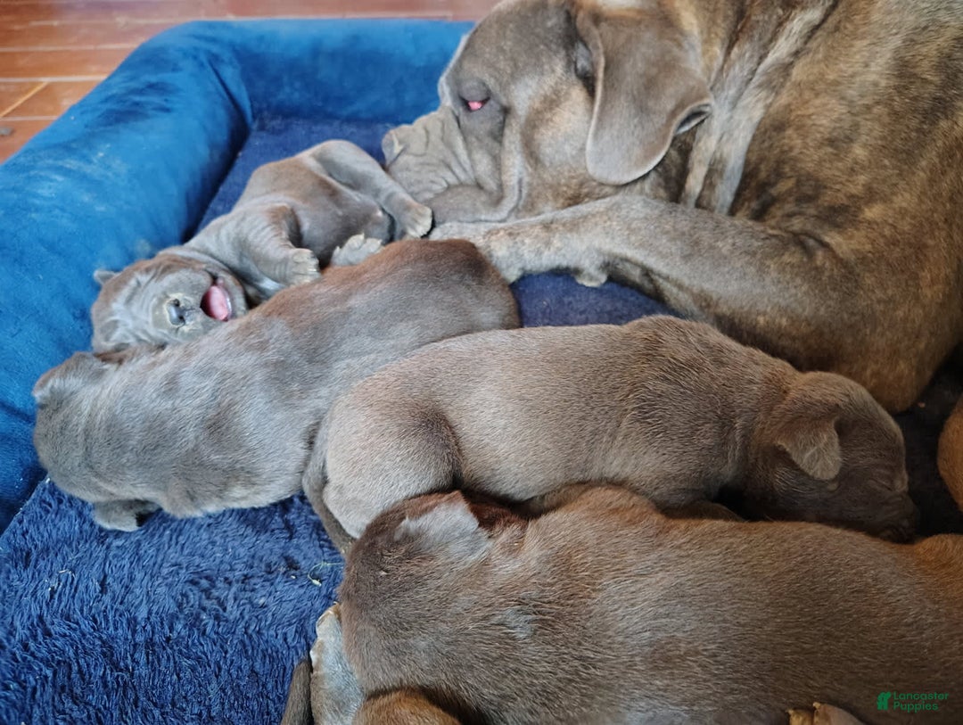 Cane Corso dogs for sale: Delia - Image 7