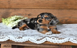 Miniature Dachshund dogs for sale: Dixie - Image 4