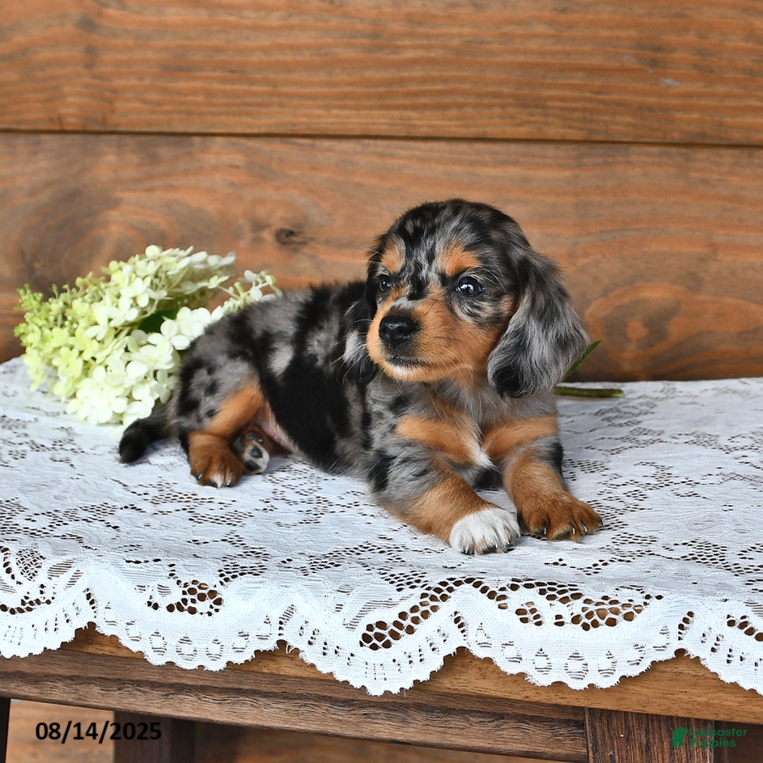 Miniature Dachshund dogs for sale: Dixie - Image 4