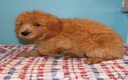 Mini Goldendoodle dogs for sale: Mack Mini - Image 9