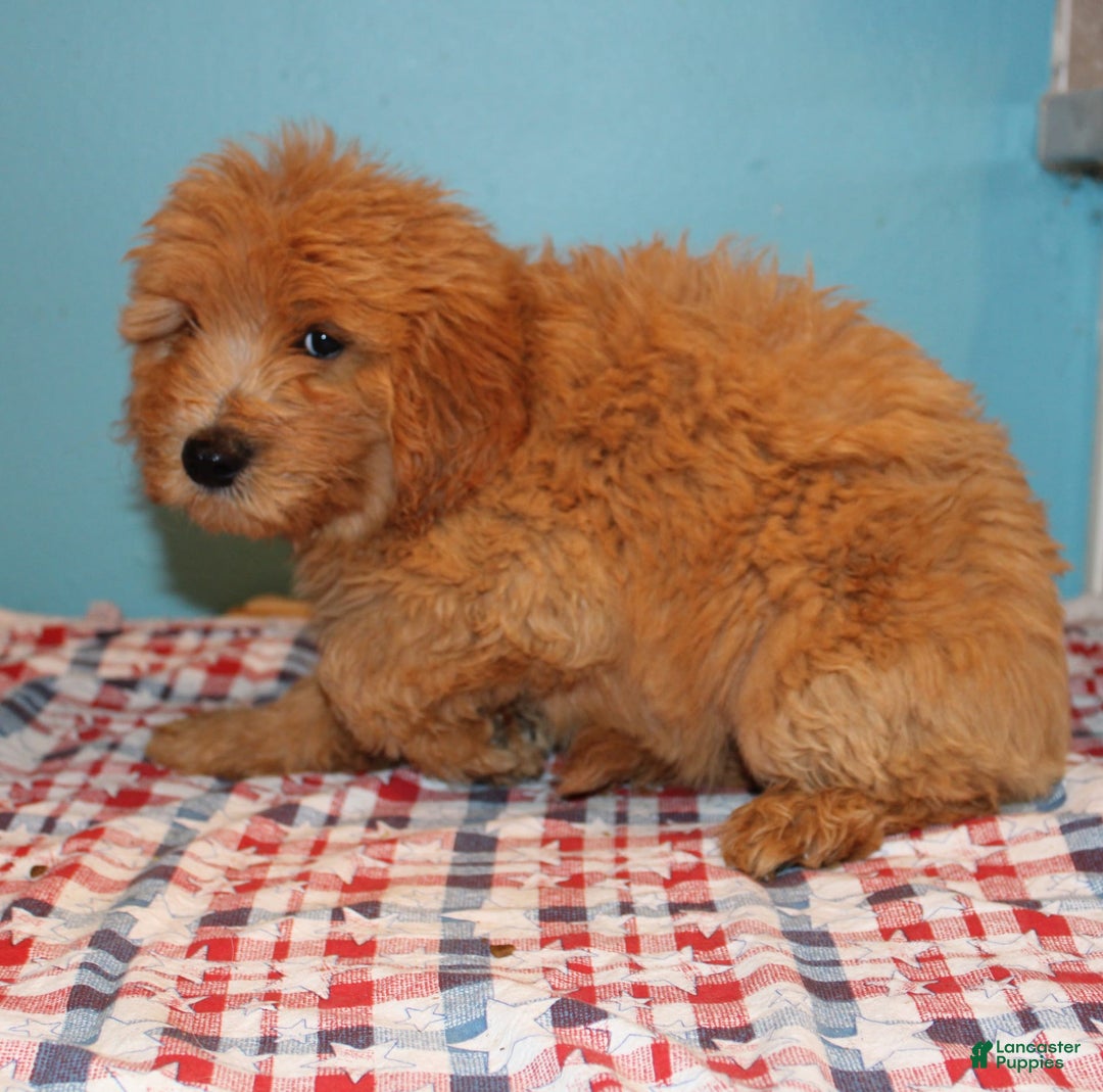 Mini Goldendoodle dogs for sale: Mack Mini - Image 9