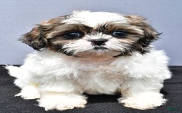 Shih Tzu dogs for sale: Beth - Image 1