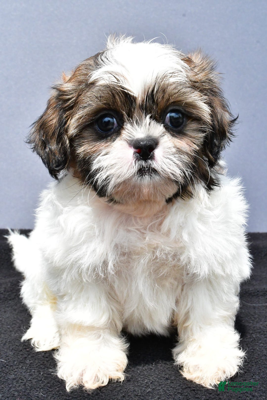 Shih Tzu dogs for sale: Beth - Image 1