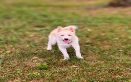 Pomsky dogs for sale: Aden - Image 13