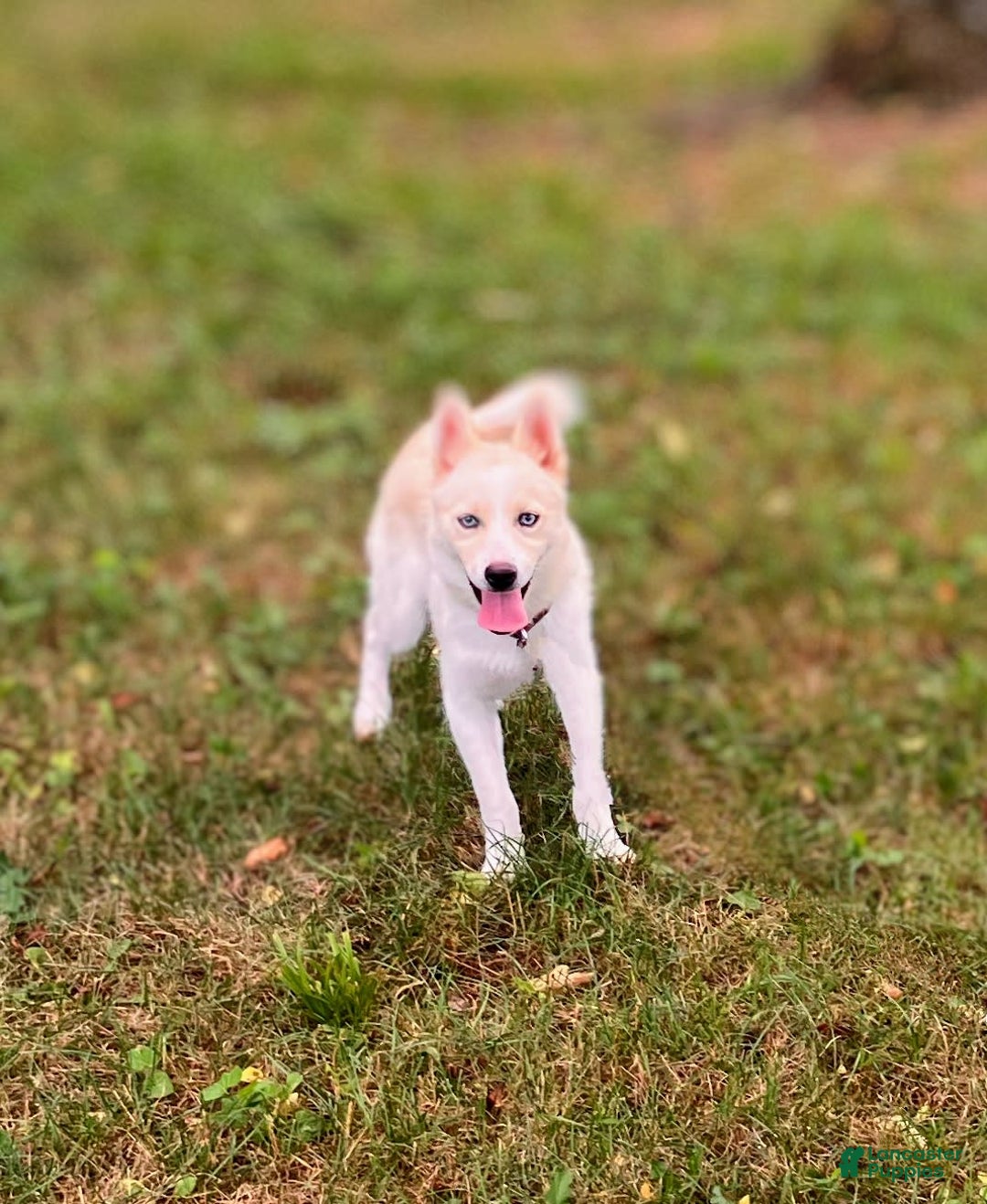 Pomsky dogs for sale: Aden - Image 13