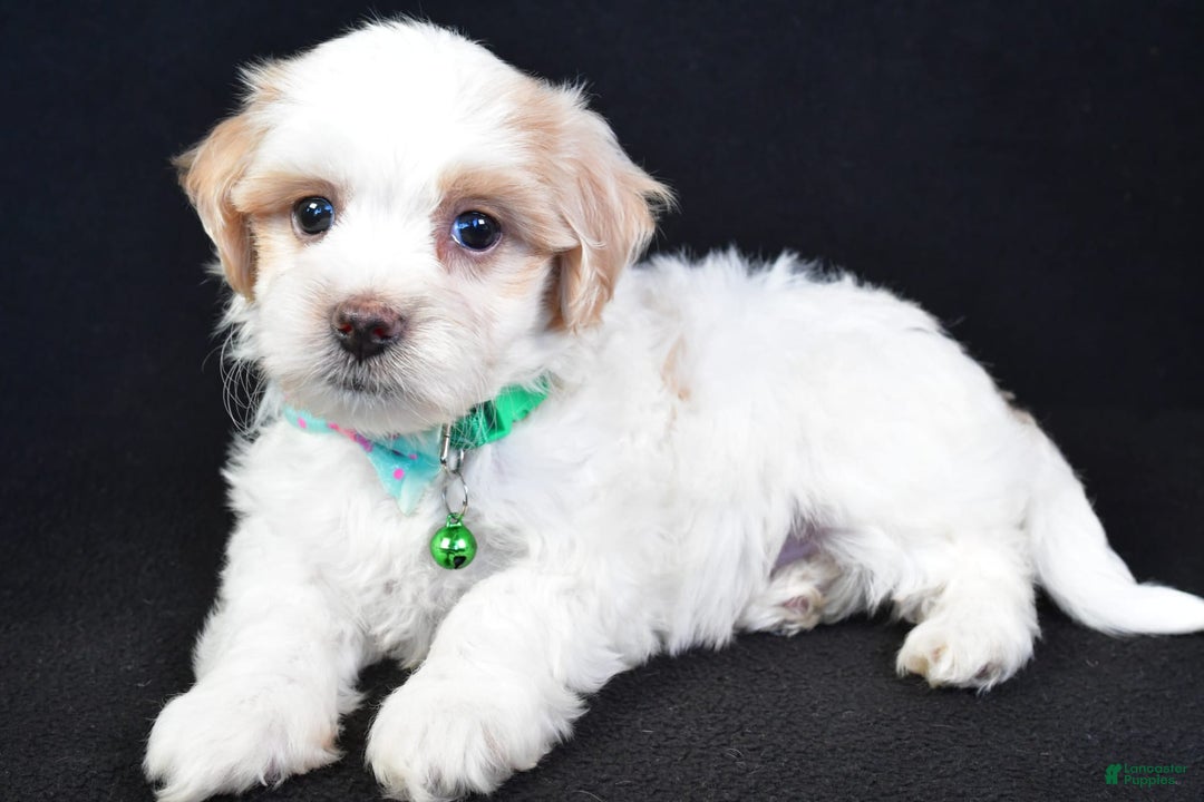 Maltipoo dogs for sale: Buddy - Image 2