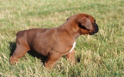 Boxer dogs for sale: Ashley - Image 4