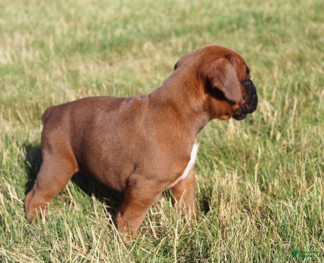 Boxer dogs for sale: Ashley - Image 4