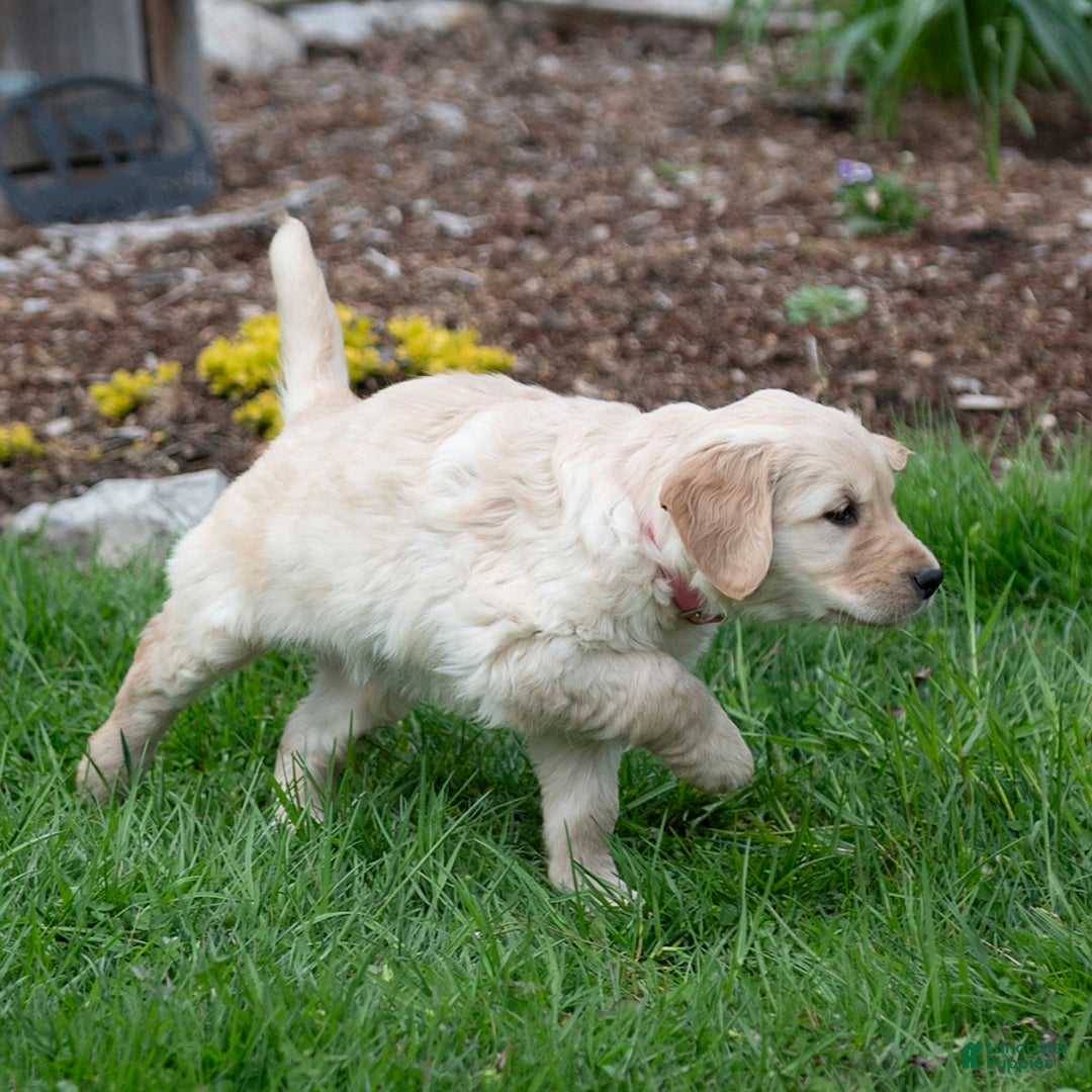 Golden Retriever dogs for sale: April - Image 8