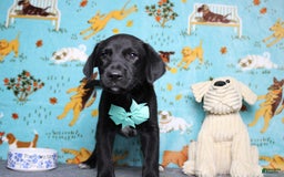 Labrador Retriever dogs for sale: Obsidian - Image 11