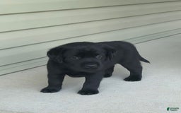 Labrador Retriever dogs for sale: Annie - Image 3